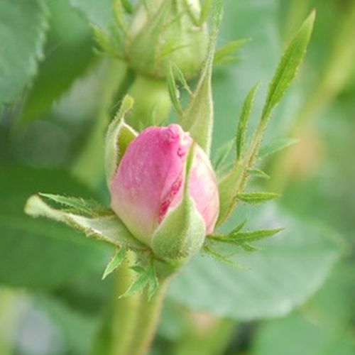 Rosa  Celsiana - růžová - Stromkové růže, květy kvetou ve skupinkách - stromková růže s keřovitým tvarem koruny